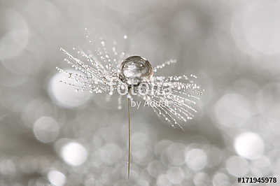 A drop of dew on a dandelion. Macro of dandelion art work. (többrészes kép) - vászonkép, falikép otthonra és irodába