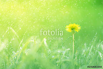 Delicate natural background with dandelion in the rain. Soft foc (keretezett kép) - vászonkép, falikép otthonra és irodába