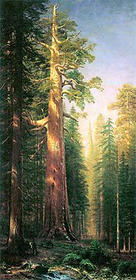 Nagy fák, Mariposa Grove, Kalifornia (többrészes kép) - vászonkép, falikép otthonra és irodába