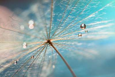 The droplet of water on the seed of dandelion . Dandelion on a t (poszter) - vászonkép, falikép otthonra és irodába