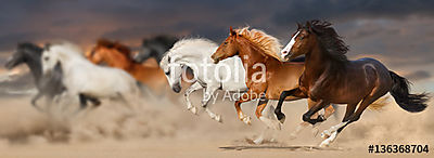 A lóállomány a sivatagi porban galopp vándorol a naplemente viha (keretezett kép) - vászonkép, falikép otthonra és irodába