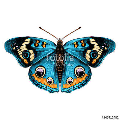 butterfly with open wings top view of symmetry, sketch the graph (keretezett kép) - vászonkép, falikép otthonra és irodába
