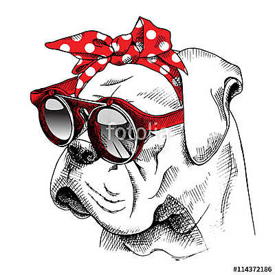 The image of the portrait Bulldog dog in the headband and with t (keretezett kép) - vászonkép, falikép otthonra és irodába
