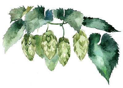 watercolor branch of hops on white background (fotótapéta) - vászonkép, falikép otthonra és irodába