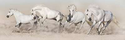 A fehér lóállomány sivatagi porban fut. Világos panoráma a weben (fotótapéta) - vászonkép, falikép otthonra és irodába