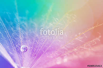 Dandelion and dew-drop on colorful background. Beautiful and sty (bögre) - vászonkép, falikép otthonra és irodába