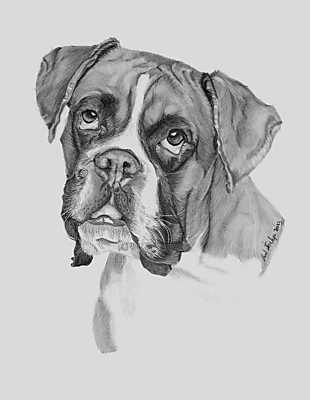 Boxer kutyus rajz (fotótapéta) - vászonkép, falikép otthonra és irodába