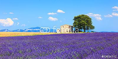 Levendula virágok virágzó mező, ház és fa. Provence, Franc (keretezett kép) - vászonkép, falikép otthonra és irodába