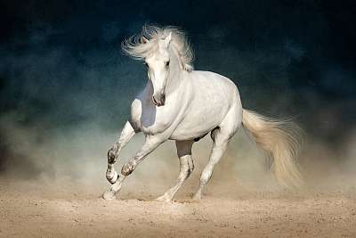A fehér ló a por sötét háttér előtt fut előre (fotótapéta) - vászonkép, falikép otthonra és irodába