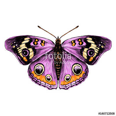 butterfly with open wings top view of symmetry, sketch the graph (keretezett kép) - vászonkép, falikép otthonra és irodába