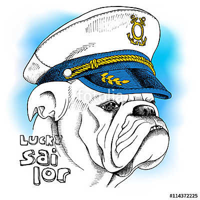 Image of portrait a dog bulldog in a sailor's cap. Vector illust (keretezett kép) - vászonkép, falikép otthonra és irodába