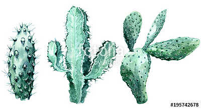 Watercolor set of cactus  isolated illustration on a white backg (keretezett kép) - vászonkép, falikép otthonra és irodába