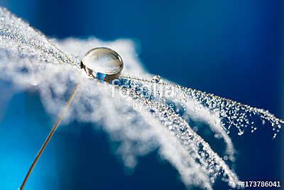 Dandelion with drops of water in the form of lace. dandelion see (keretezett kép) - vászonkép, falikép otthonra és irodába