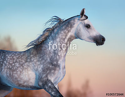 Szürke, fajtiszta arab ló az esti égbolton (fotótapéta) - vászonkép, falikép otthonra és irodába