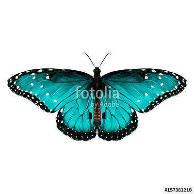butterfly symmetric top view of turquoise with spots , sketch ve (többrészes kép) - vászonkép, falikép otthonra és irodába