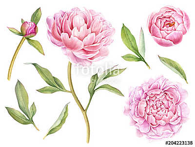 Hand painted floral elements collection. Watercolor botanical il (többrészes kép) - vászonkép, falikép otthonra és irodába