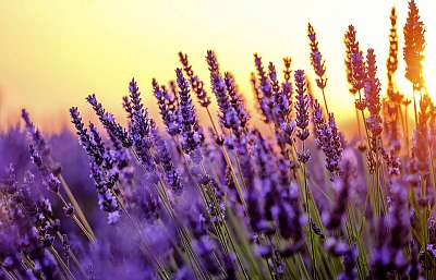 Virágzó levendula egy naplementében lévő területen Provence-ban, (bögre) - vászonkép, falikép otthonra és irodába