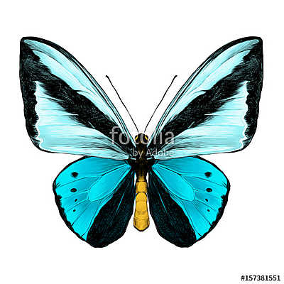 butterfly symmetric top view of light blue and blue colors, sket (bögre) - vászonkép, falikép otthonra és irodába