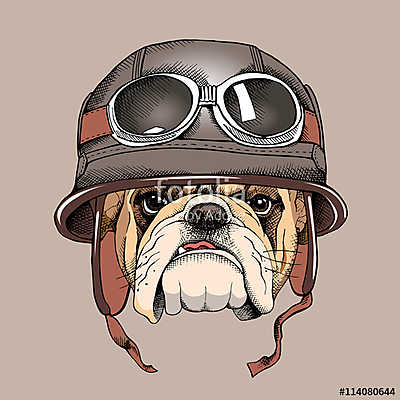 Bulldog portrait in a retro helmet of Racer. Vector illustration (bögre) - vászonkép, falikép otthonra és irodába