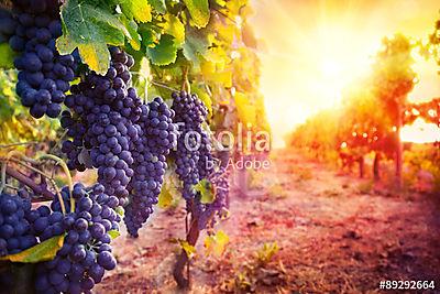 szőlőültetvény érett szőlővel a vidéken napnyugtakor (fotótapéta) - vászonkép, falikép otthonra és irodába