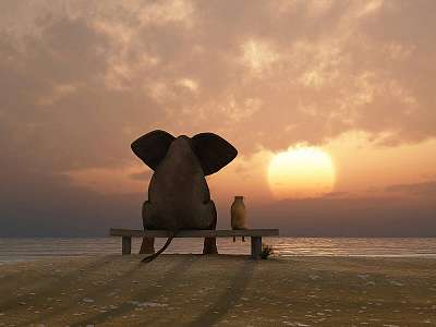 Elefánt és kutya együtt a naplamentében (keretezett kép) - vászonkép, falikép otthonra és irodába