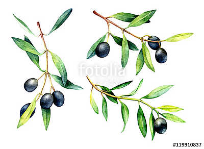 Set of hand drawn watercolor olive branches. (keretezett kép) - vászonkép, falikép otthonra és irodába