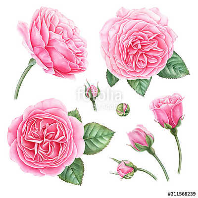 Hand painted botanical illustration of pink roses, buds and leav (keretezett kép) - vászonkép, falikép otthonra és irodába