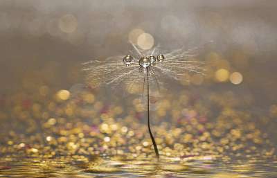 Dandelion with droplets of water on a sparkling gold background. (fotótapéta) - vászonkép, falikép otthonra és irodába