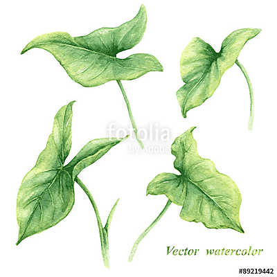 Set of watercolor green leaves. (keretezett kép) - vászonkép, falikép otthonra és irodába