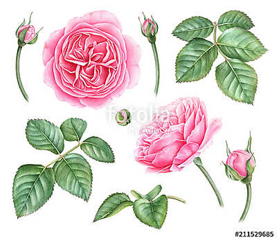 Set of highly detailed watercolor roses, buds, leaves isolated o (többrészes kép) - vászonkép, falikép otthonra és irodába