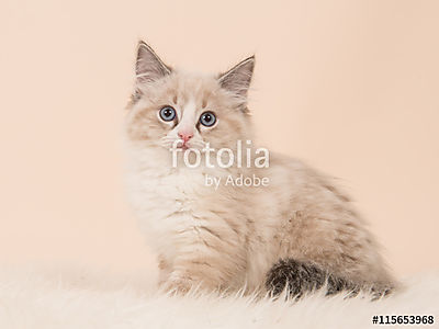 Nagyon puha rongybaba kislány macska cica ül a kamerával szemben (keretezett kép) - vászonkép, falikép otthonra és irodába