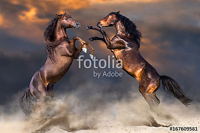 Két ló játszik és nevelkedik a sivatagban a naplemente égbolt el (többrészes kép) - vászonkép, falikép otthonra és irodába