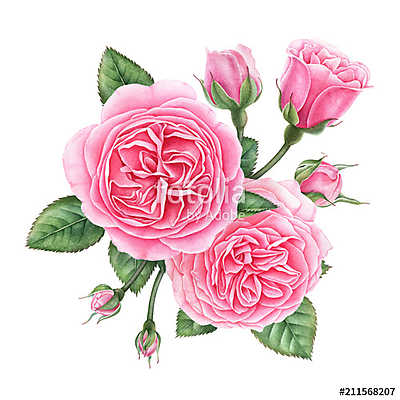 Floral composition of pink english roses, buds and leaves isolat (többrészes kép) - vászonkép, falikép otthonra és irodába
