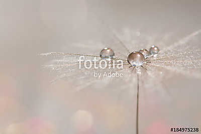 Silvery drops of dew on a dandelion seed. Macro of a dandy on a  (poszter) - vászonkép, falikép otthonra és irodába