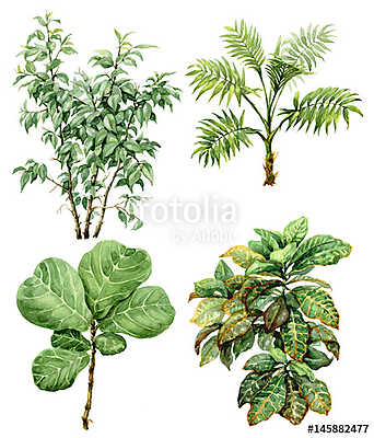 Watercolor tropical plants (keretezett kép) - vászonkép, falikép otthonra és irodába