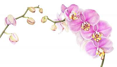 Pink watercolor phalaenopsis orchid branch isolated on white bac (keretezett kép) - vászonkép, falikép otthonra és irodába