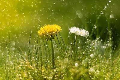Dandelion and Daisy in the rain. Macro with beautiful bokeh.Sele (poszter) - vászonkép, falikép otthonra és irodába