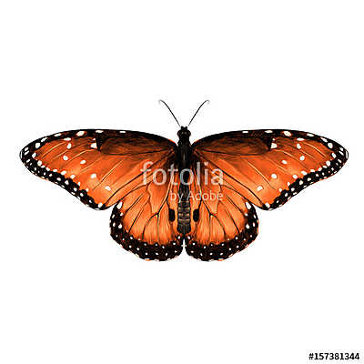 butterfly are symmetrical and the top is red with spots , sketch (fotótapéta) - vászonkép, falikép otthonra és irodába