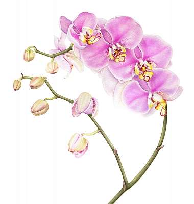 Pink watercolor phalaenopsis orchid isolated on white background (keretezett kép) - vászonkép, falikép otthonra és irodába