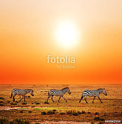 Zebra állomány afrikai  naplementében (poszter) - vászonkép, falikép otthonra és irodába