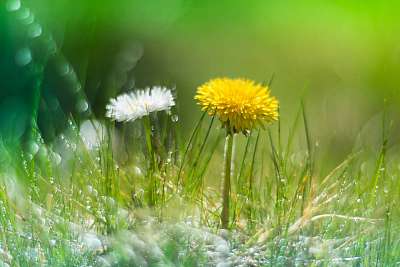 Dandelion and Daisy in the grass with the dew . Dandelion in the (poszter) - vászonkép, falikép otthonra és irodába
