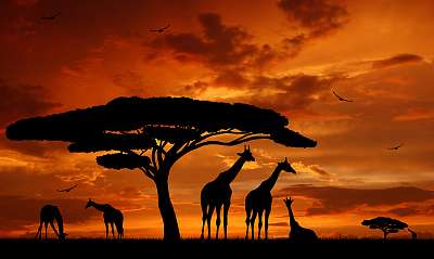 a zsiráfok állománya a napsütésben (poszter) - vászonkép, falikép otthonra és irodába