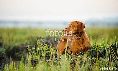 Vizsla dog standing in reeds (bögre) - vászonkép, falikép otthonra és irodába