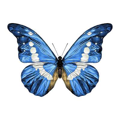 Kék pillangó (keretezett kép) - vászonkép, falikép otthonra és irodába