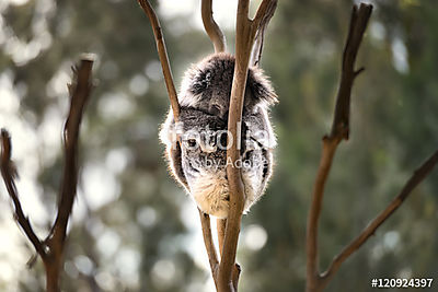 Ausztrál koalámpa aludni (keretezett kép) - vászonkép, falikép otthonra és irodába