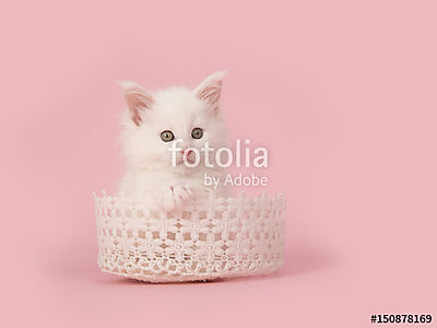 Aranyos fehér baba cica cica csipke kosárban rózsaszín b (fotótapéta) - vászonkép, falikép otthonra és irodába
