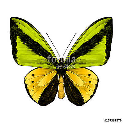 butterfly symmetric top view of green and yellow colors, sketch  (többrészes kép) - vászonkép, falikép otthonra és irodába