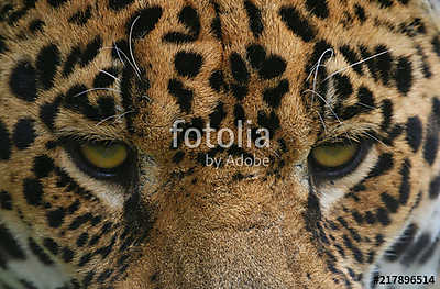 Jaguar head portrait (fotótapéta) - vászonkép, falikép otthonra és irodába