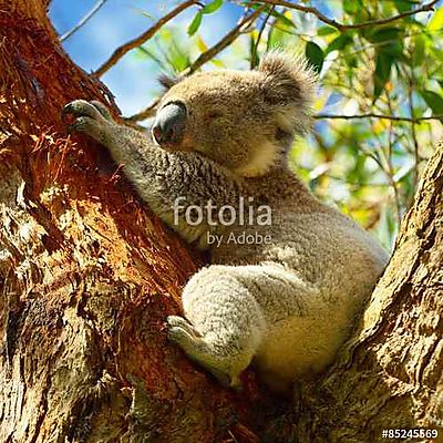 Koalas a Great Ocean Road mentén, Victoria, Ausztrália (keretezett kép) - vászonkép, falikép otthonra és irodába