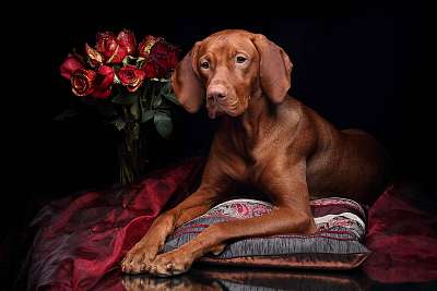 Gyönyörű Vizsla kutya egy csokor rózsával (keretezett kép) - vászonkép, falikép otthonra és irodába